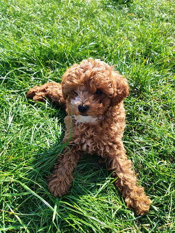 Sprzedam szczeniaki rasy pudel toy - 9