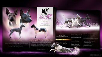 Amerykánski terier bezwłosy - 9