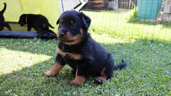 Beauceron Szczenięta z rodowodem - 9