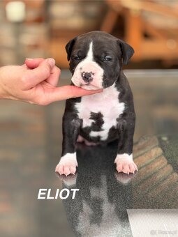 Amstaff - 9