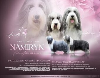 Bearded Collie - 9