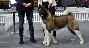 Akita Amerykańska FCI - 9