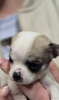 Chihuahua-wyjątkowe pieski, rodowód. - 9