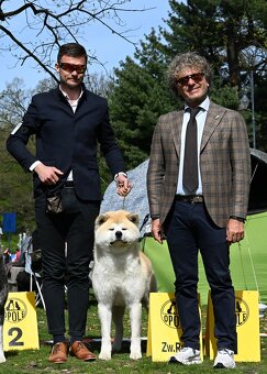 Akita Inu Akita japońska ZKWP FCI po Championie - 9