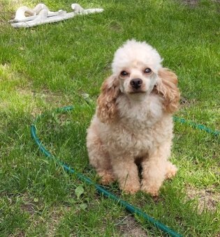 Cavapoo szczenięta - 9