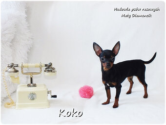 Ultra MINI Sunia KOKO Pinczer miniaturowy ( Ratlerek ) - 9