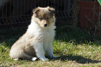 OWCZAREK SZKOCKI DŁUGOWŁOSY SUCZKA - 9