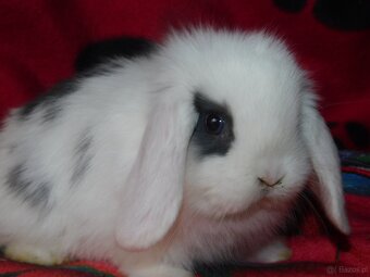 Białe króliki mini lop - 9