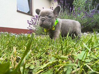 Buldog francuski - 9