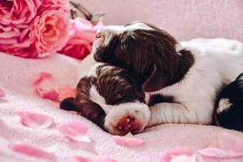 English Pointer - 9