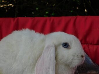 Cudowne baranki mini lop - 9