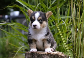 Welsh Corgi Cardigan ZKwP/FCI - 9