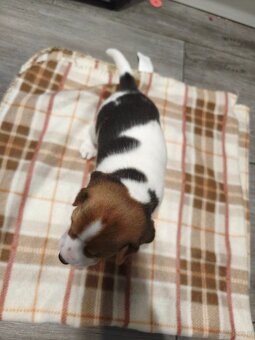 Beagle Suczka Tricolor - 9