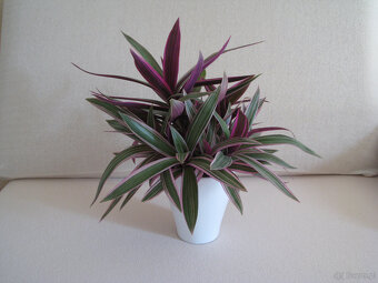 Reo meksykańskie trzykrotka tradeskancja piękna wielokolorow - 9