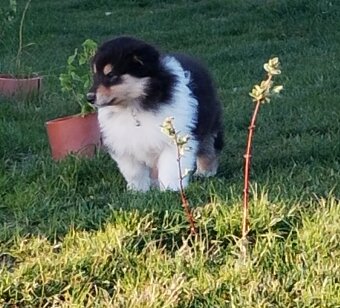 Owczarek szkocki collie długowłosy - 9