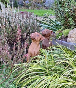 Szczeniaki Patterdale Terrier Terier ZKwP FCI - 9