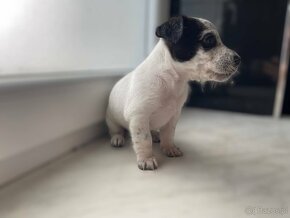 Jack Russell Terrier - 9