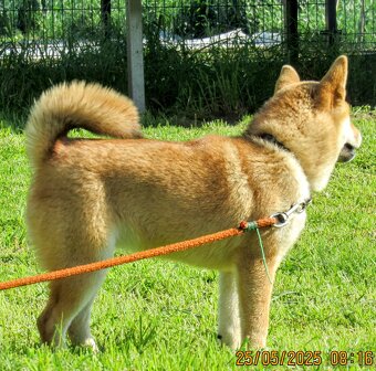 Shiba Inu czerwona, mała suczka o wielkim serduszku - 9
