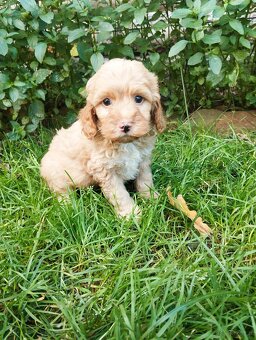 Cockapoo f1b - 9