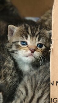 Kociaki na sprzedaż po 23 lutego. W typie norweski leśny - 9