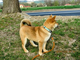 Shiba Inu, czerwony piesek mocno czernią przyprószony - 9
