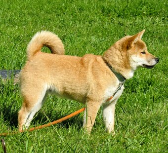 Shiba Inu, czerwony, pięciomiesięczny piesek - 9