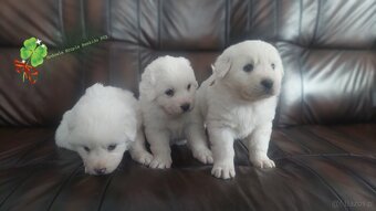 Polski Owczarek Podhalański FCI - 9