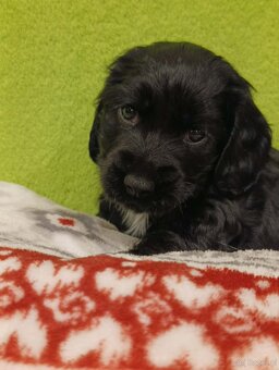 Cocker spaniel angielski - 9