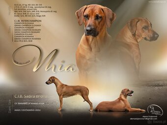 Rhodesian ridgeback - 9