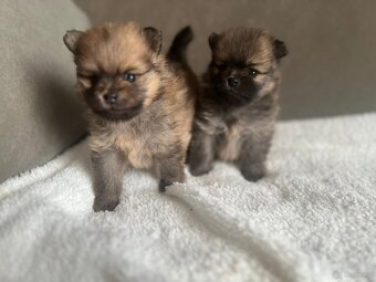 Szpic Miniaturowy, Pomeranian - 9