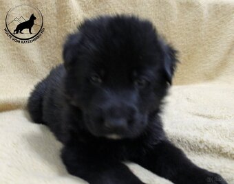 Owczarek niemiecki krótkowłosy szczeniaki o: Mistrz Świata - 9