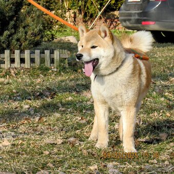 Shiba Inu, dwoje ośmiomiesięcznych szczeniąt - 9