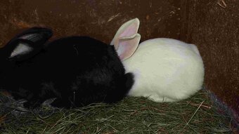 sprzedam króliki - 9