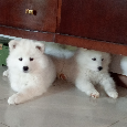 Samoyed - szczenięta - 9