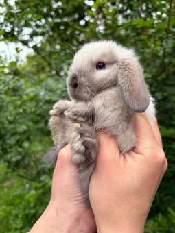 Królik miniaturowy mini lop seal point - 9