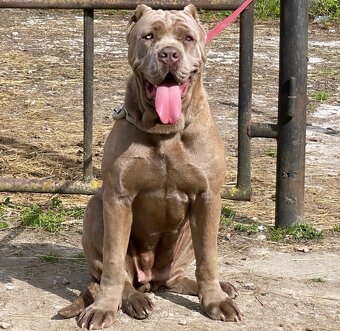 Bandog šteniatka - 9