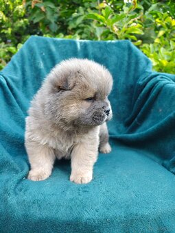 Wzorcowe Chow Chow Czał Czał rodzice FCI - 9