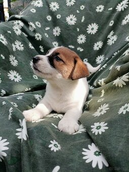 Jack Russell terrier JRT rodzice FCI - 9