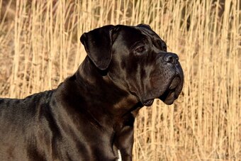 Szczenięta Cane Corso z FCI - 9