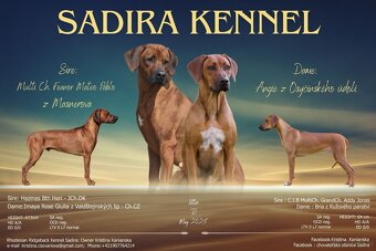 Rhodesian Ridgeback s pp - 9