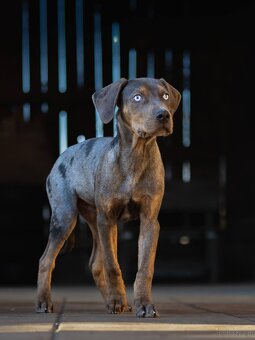 Catahoula Leopard Dog - 9