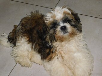 Sunia shih tzu Bibi - 9