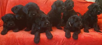 Czarny terier rosyjski - szczeniak - 9