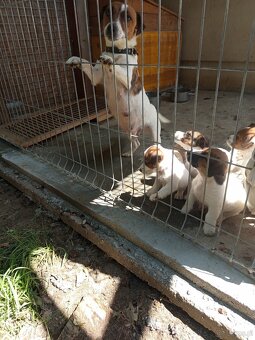 Jack Russell terrier - 9
