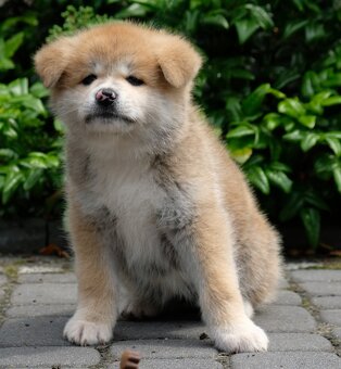 Akita Inu Akita japońska ZKWP FCI po Championie - 9