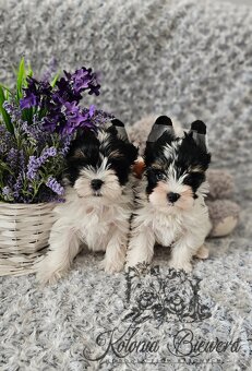 Yorkshire Terrier Biewer (TRICOLOR) piesek PASZPORT - 9