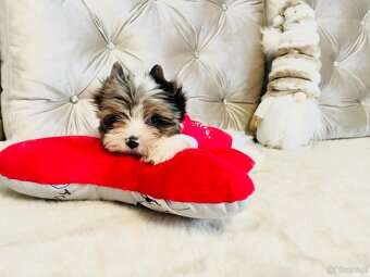 York Mikołaj z Bajki - do Kochania. Cudak. - 9