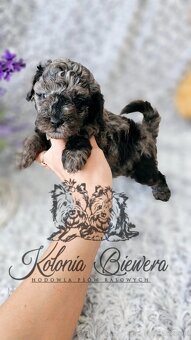 Pudel Toy/Miniaturowy Blue Merle adania Genetyczne Paszport - 9