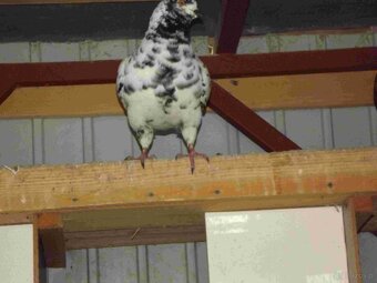 sprzedam gołębie - 9