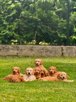 Goldendoodle mini Pudel & Golden retriever F1 Śliczna sunia - 9